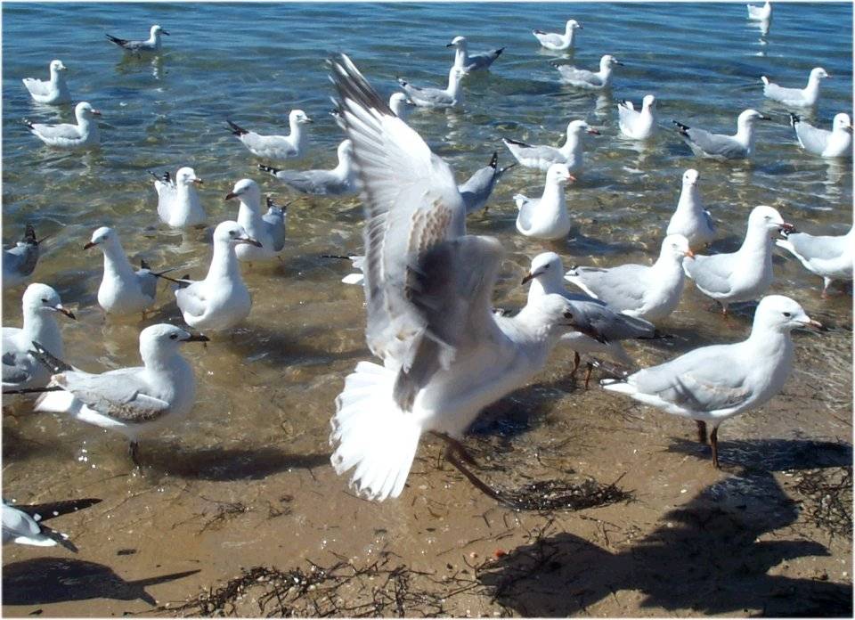 Seagulls6.jpg